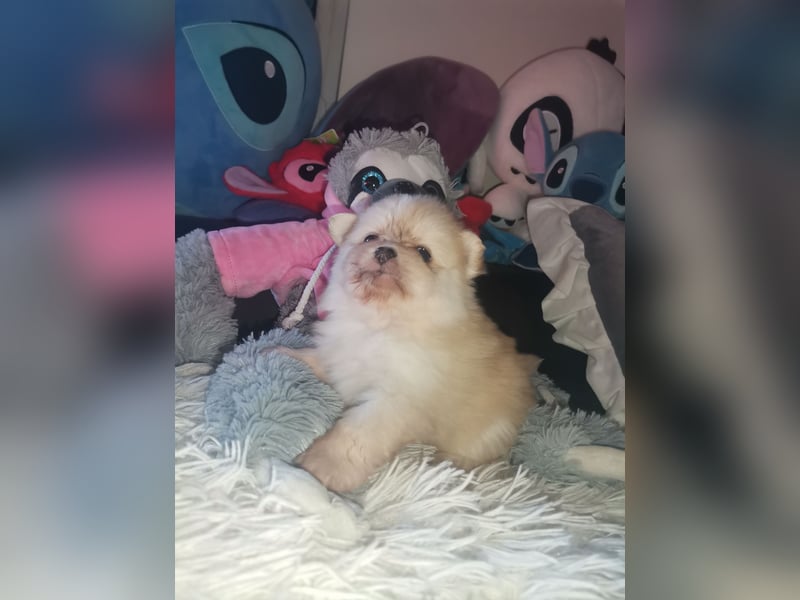 Pomeranian Hündin