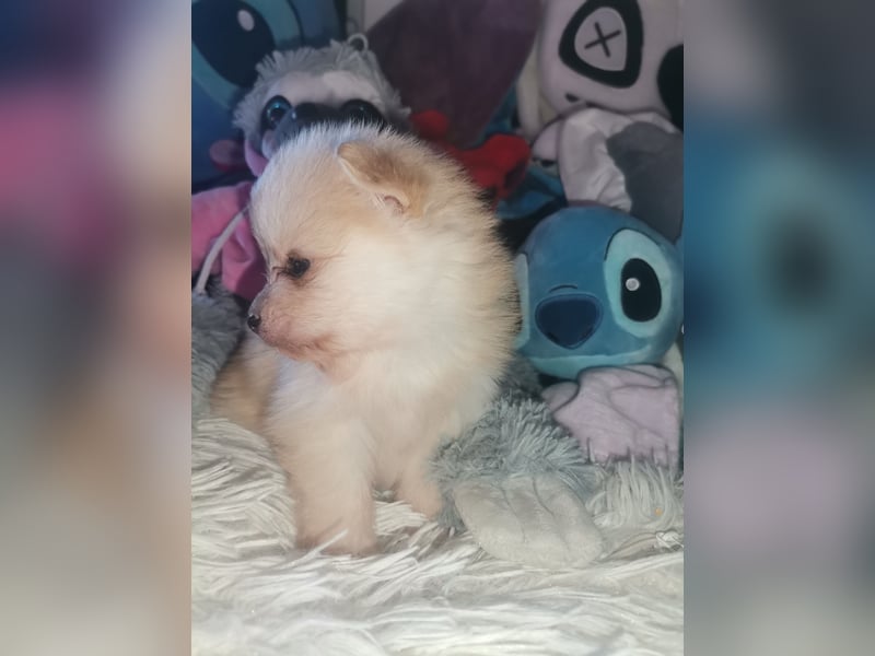 Pomeranian Hündin