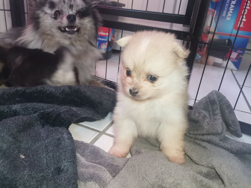 Pomeranian Hündin