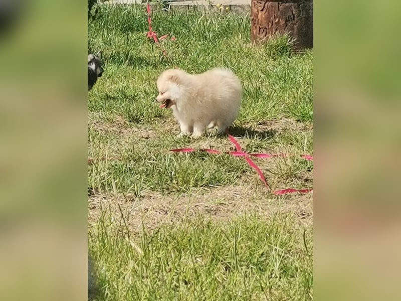 Pomeranian Hündin