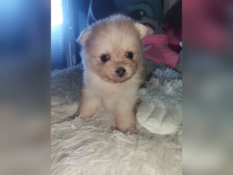 Pomeranian Hündin