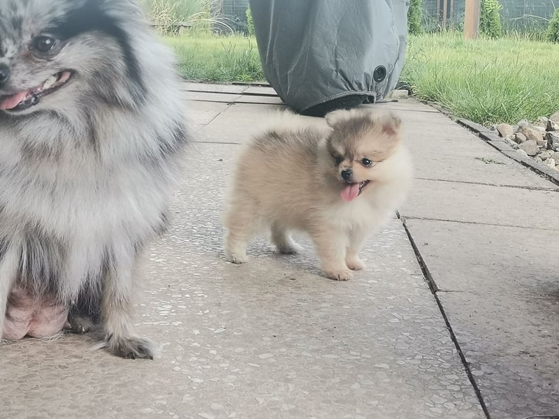 Pomeranian Hündin