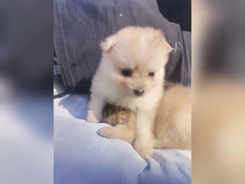 Pomeranian Hündin