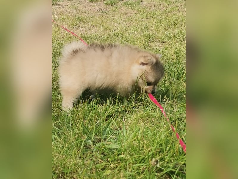 Pomeranian Hündin