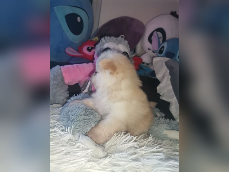 Pomeranian Hündin