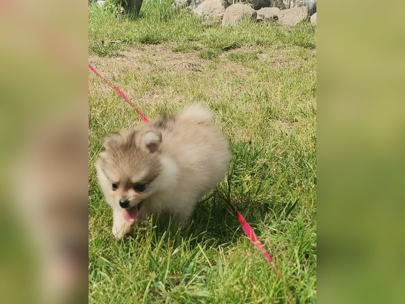 Pomeranian Hündin