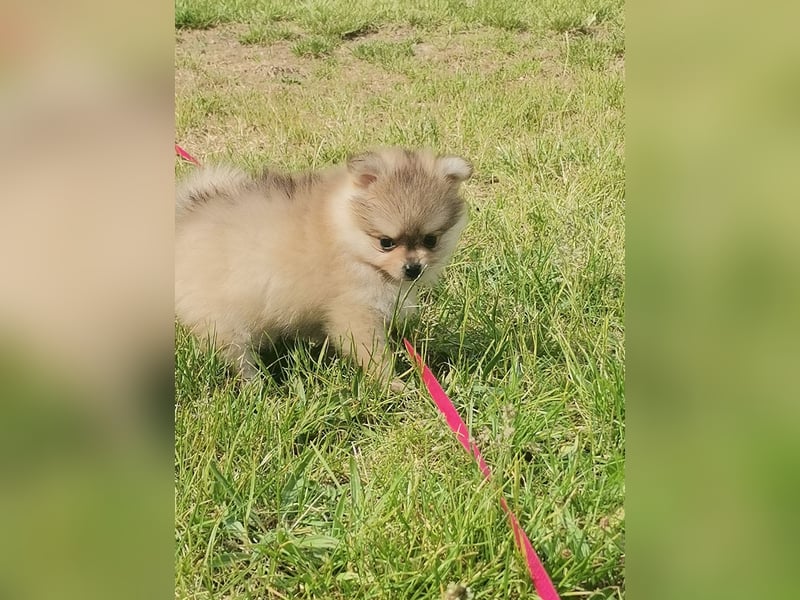 Pomeranian Hündin