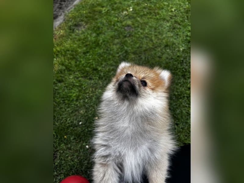 Zwergspitz  Pomeranian