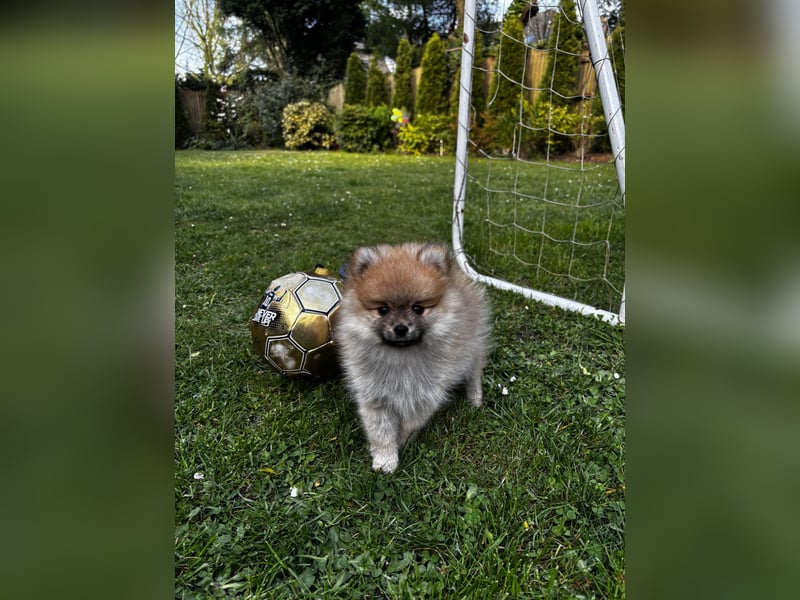 Zwergspitz  Pomeranian