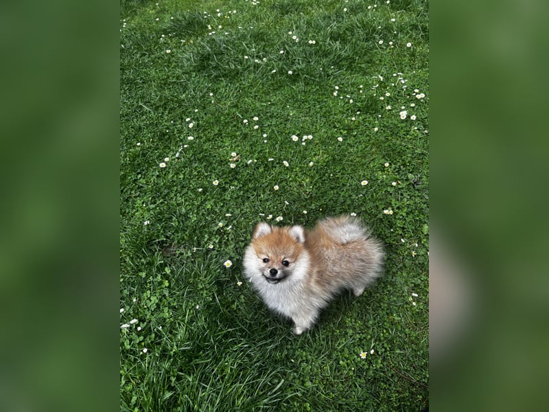 Zwergspitz  Pomeranian