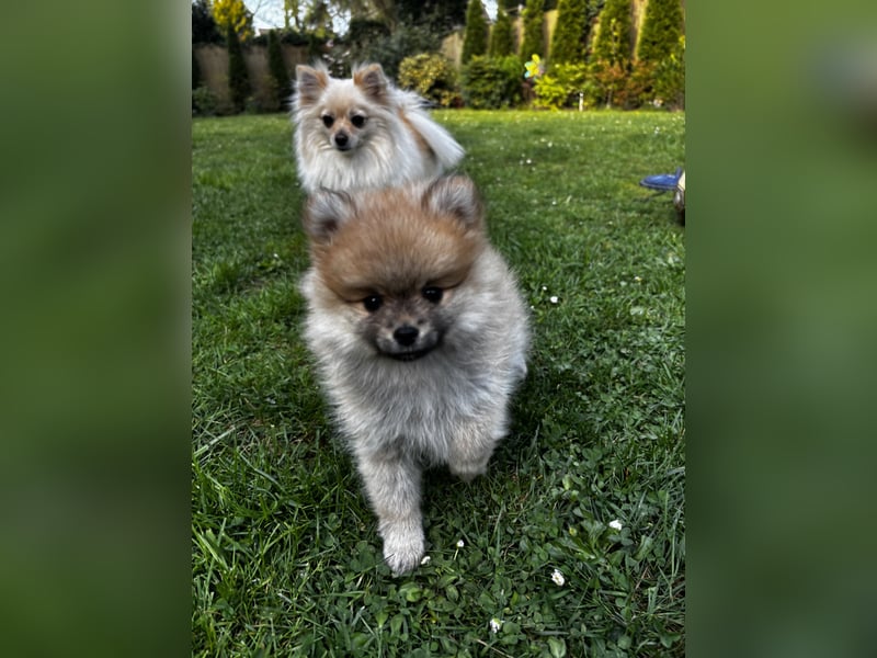 Zwergspitz  Pomeranian
