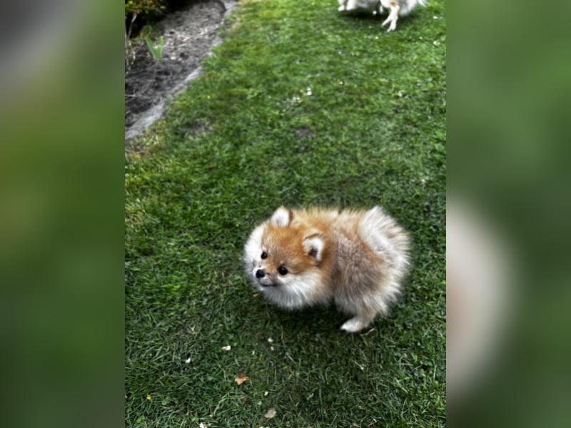 Zwergspitz  Pomeranian