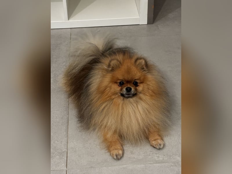 Zwergspitz  Pomeranian
