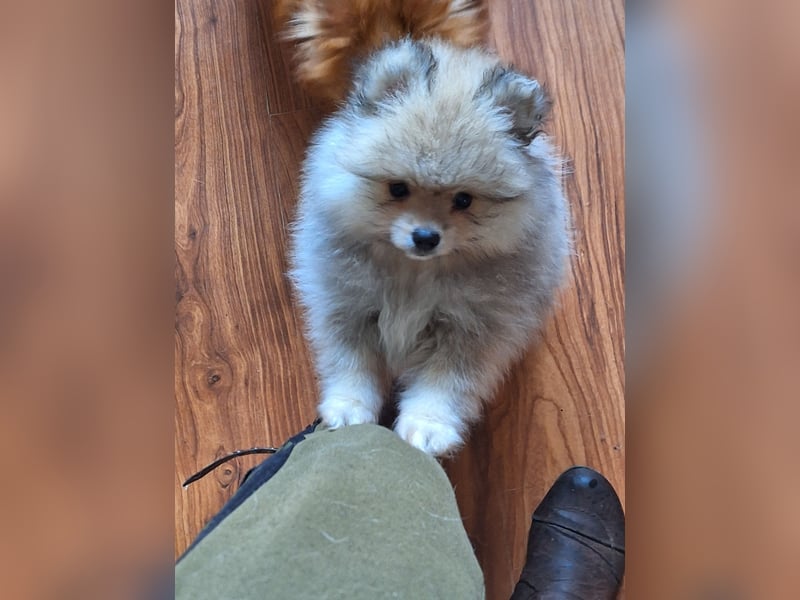 Süsse pom bärchen