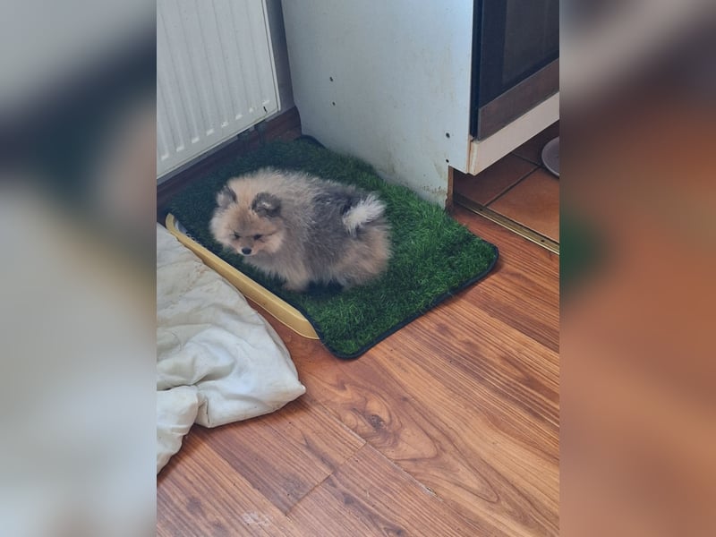 Süsse pom bärchen