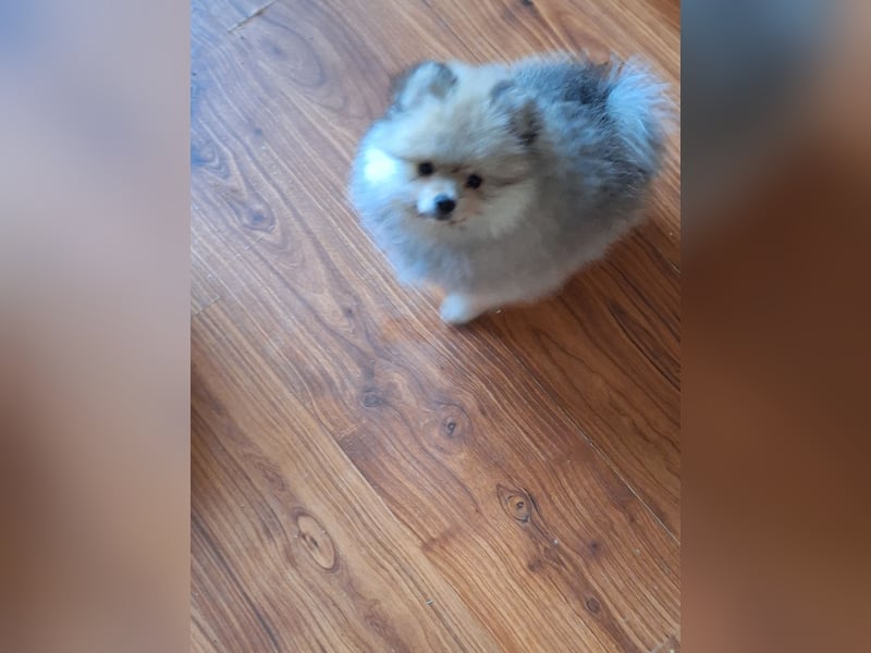 Süsse pom bärchen