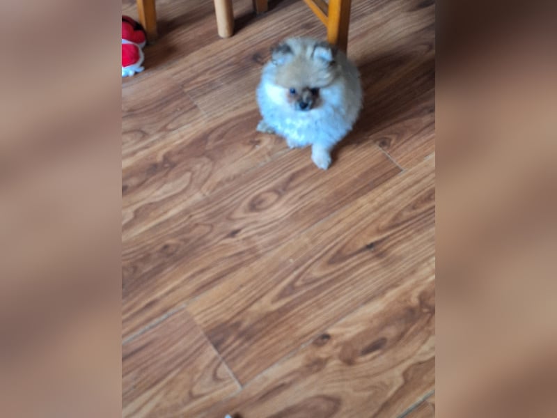 Süsse pom bärchen