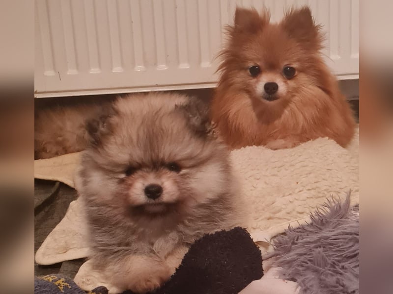Süsse pom bärchen