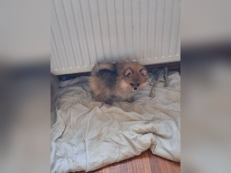 Süsse pom bärchen