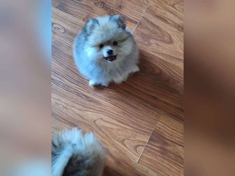 Süsse pom bärchen