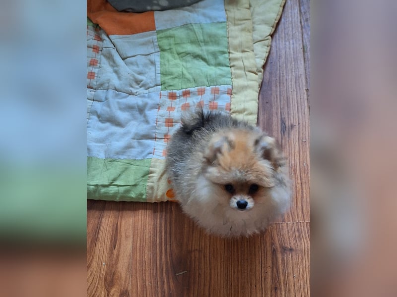 Süsse pom bärchen