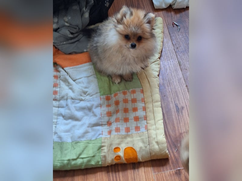 Süsse pom bärchen