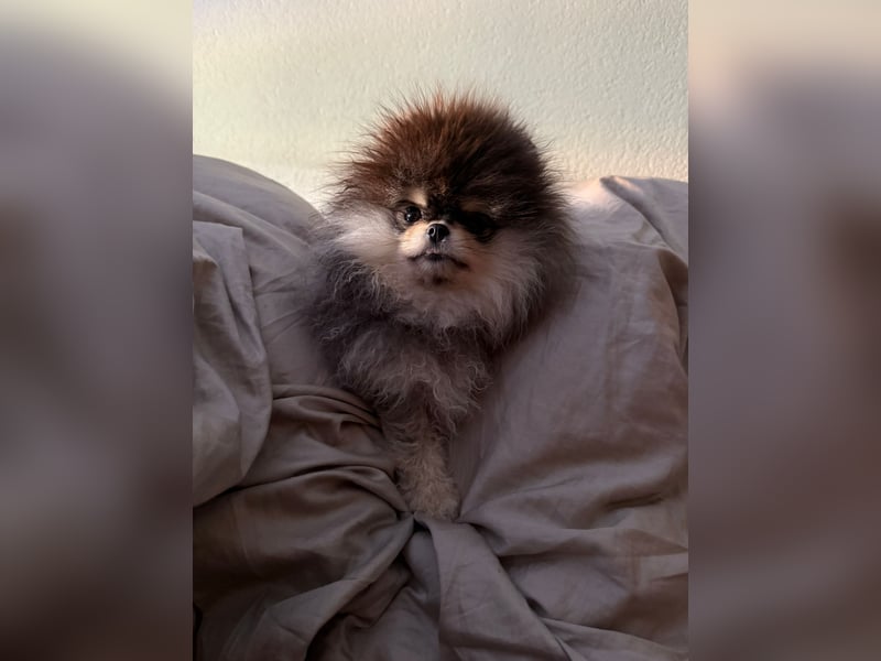 Pomeranian Hündinnen