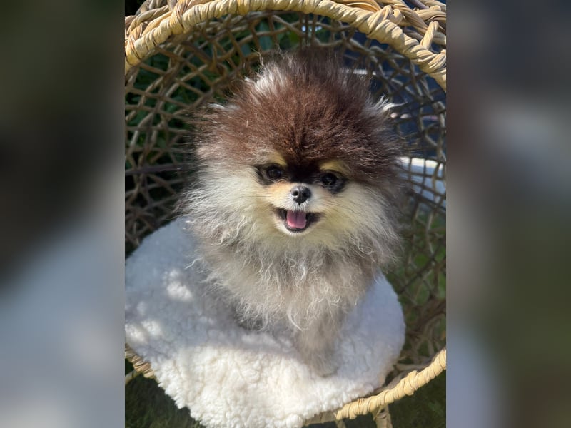 Pomeranian Hündinnen