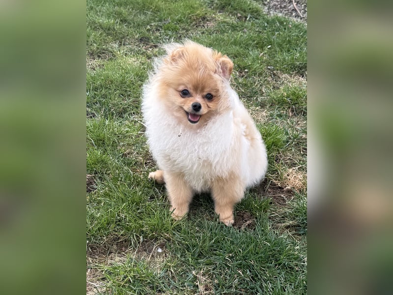 Pomeranian Hündinnen