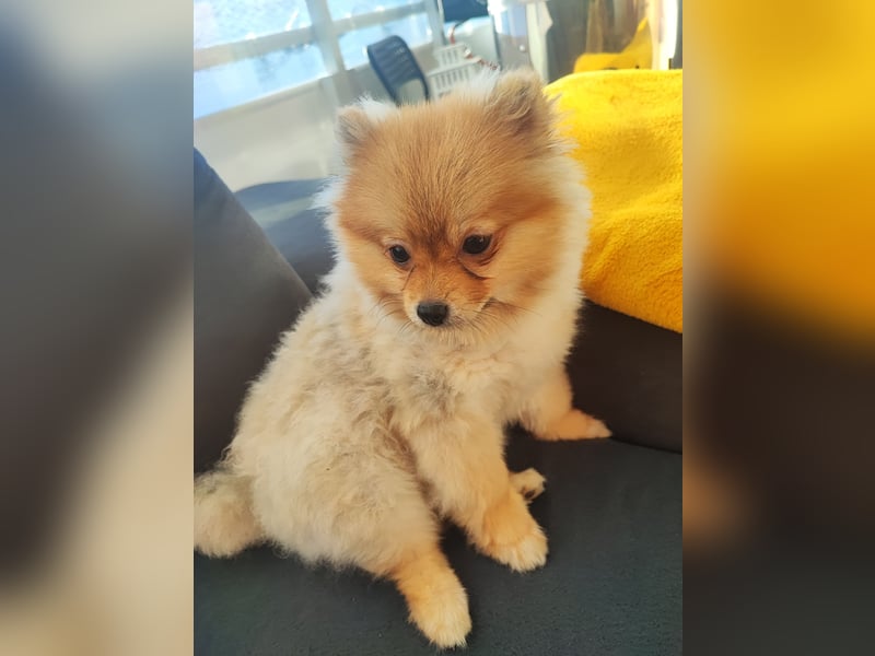 Coyote What Kind Of Dog Is Kong The Savage Animal What Happened To