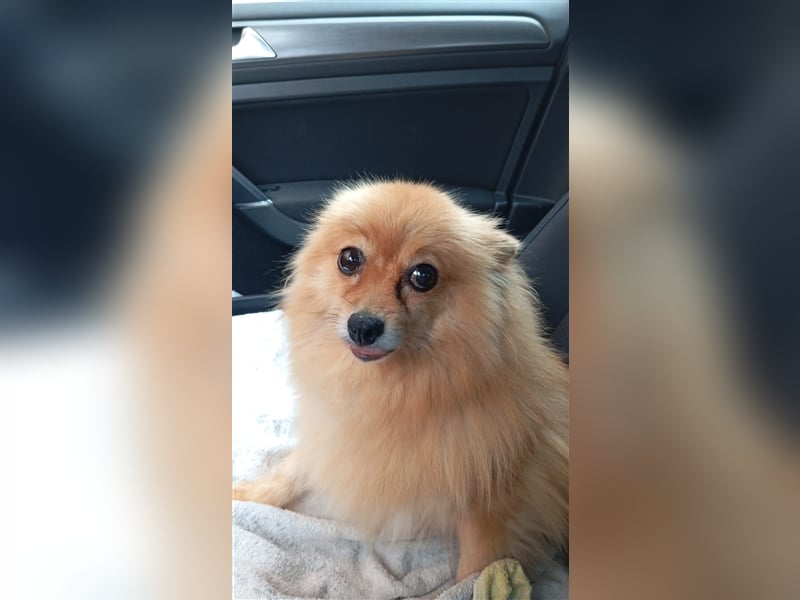 Pomeranian Chinita auf Pflege Nähe Offenburg
