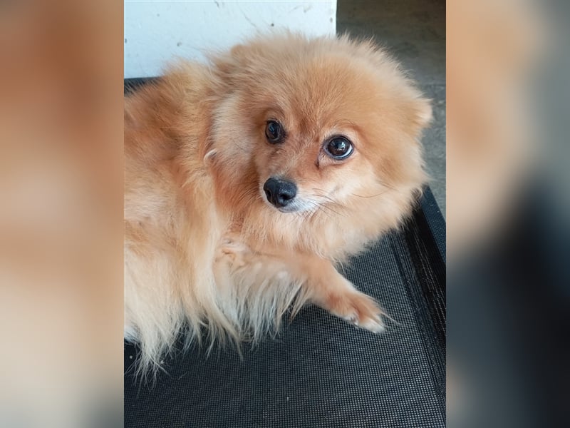 Pomeranian Chinita auf Pflege Nähe Offenburg