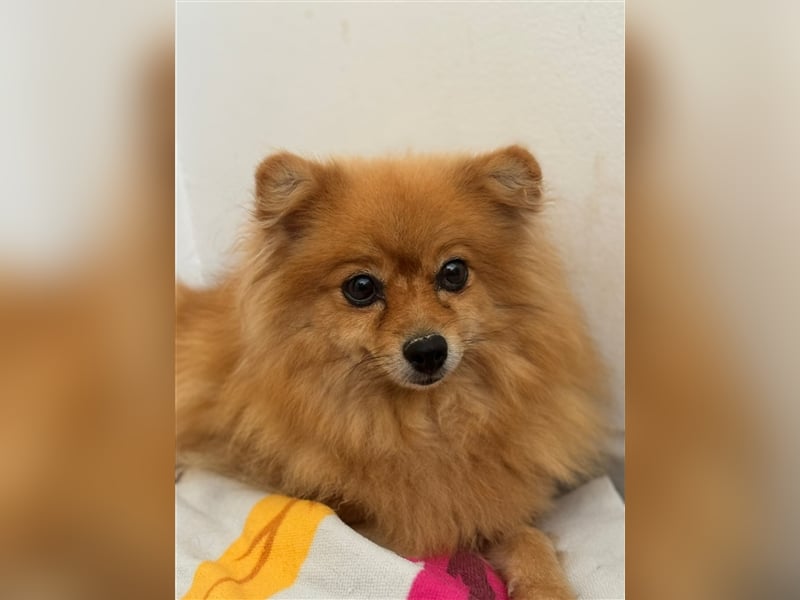 Pomeranian Chinita auf Pflege Nähe Offenburg