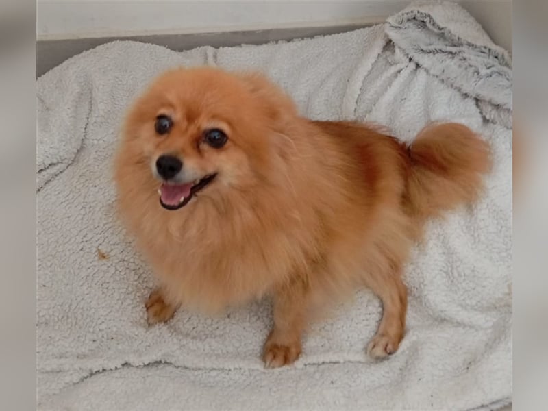 Pomeranian Chinita auf Pflege Nähe Offenburg