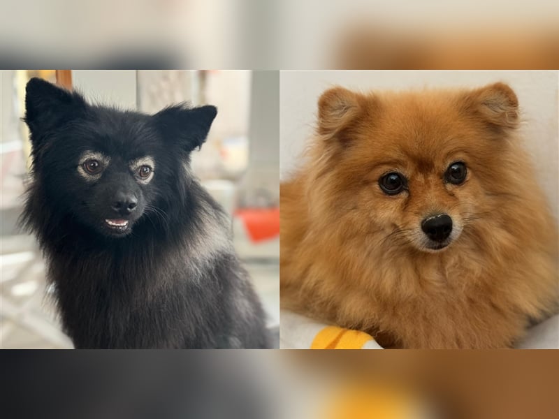 Pomeranian Chinita auf Pflege Nähe Offenburg