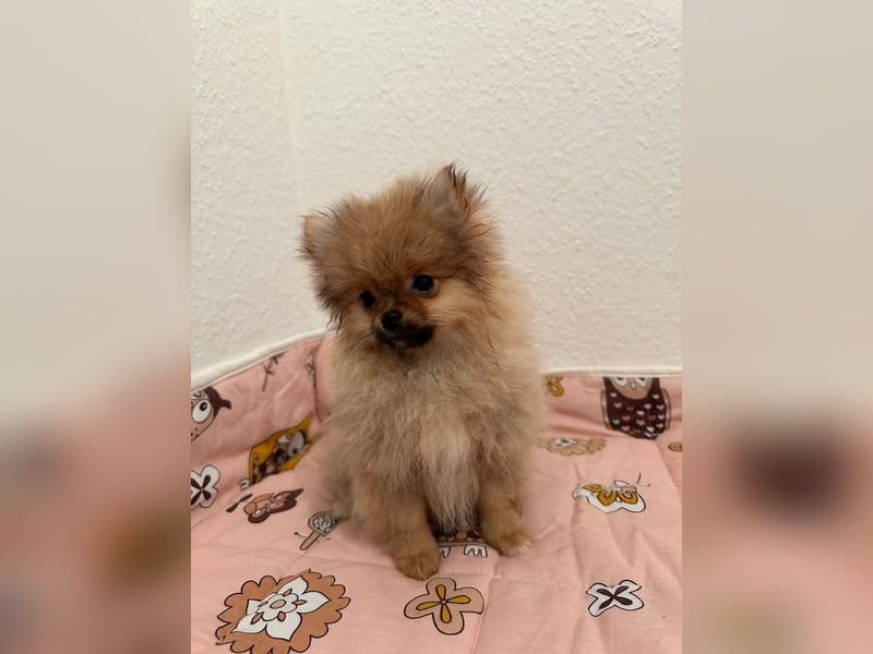 Pomeranian, winziges Mädchen