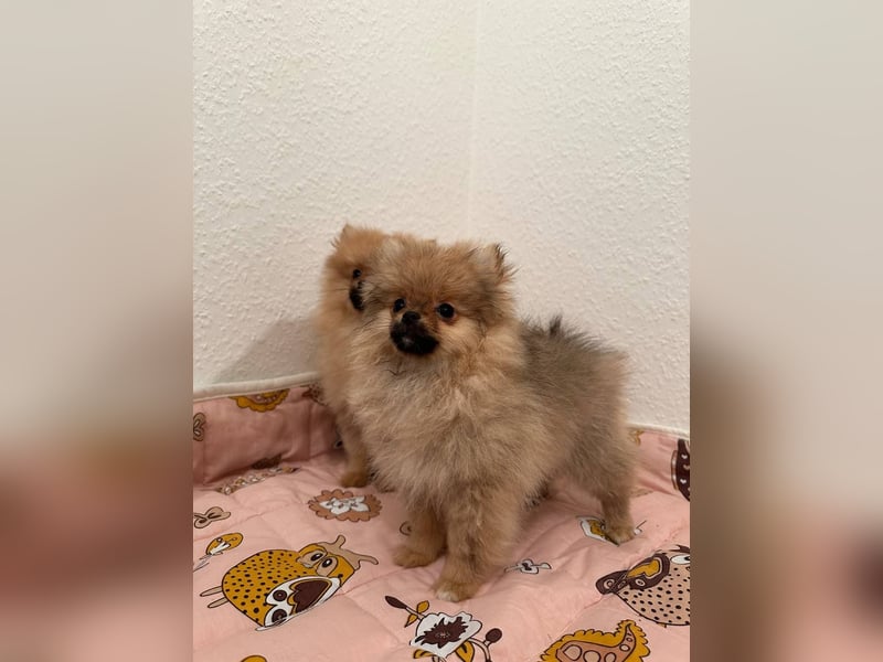 Pomeranian, winziges Mädchen