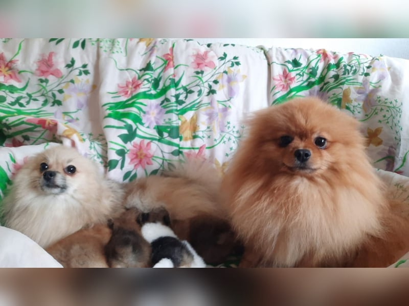 Pomeranian, winziges Mädchen