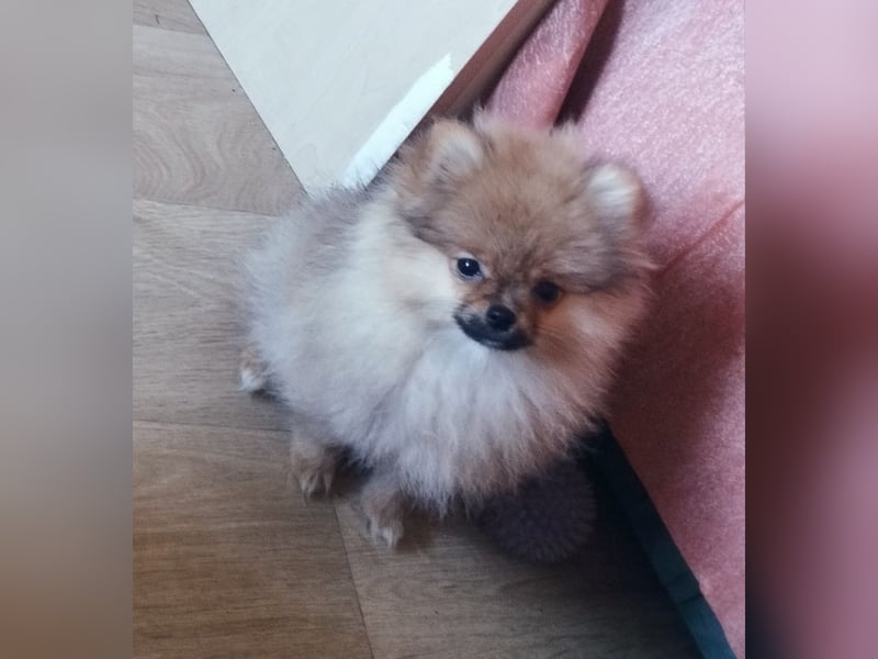 Pomeranian, winziges Mädchen