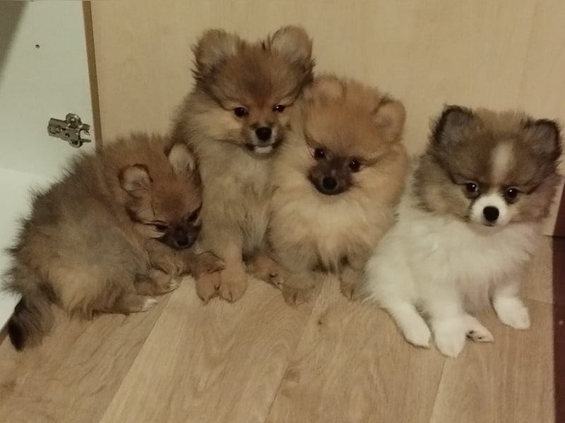 Pomeranian, winziges Mädchen