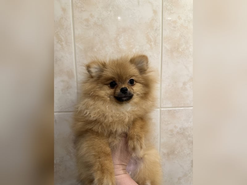 Pomeranian, winziges Mädchen