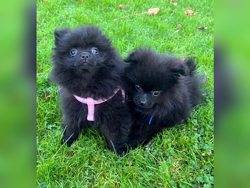 Wunderschöne schwarze Pomeranian Welpen