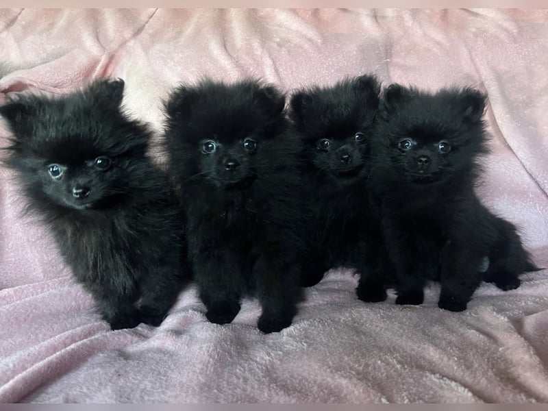 Wunderschöne schwarze Pomeranian Welpen