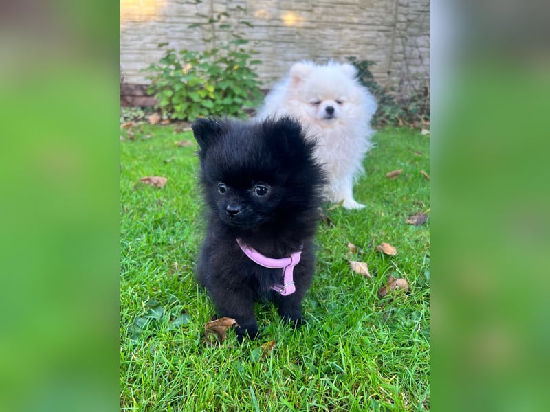Wunderschöne schwarze Pomeranian Welpen
