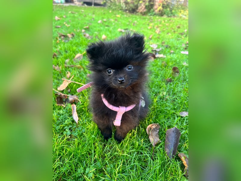 Wunderschöne schwarze Pomeranian Welpen