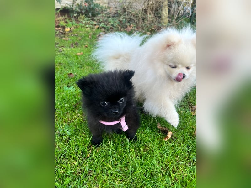 Wunderschöne schwarze Pomeranian Welpen