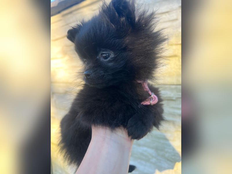 Wunderschöne schwarze Pomeranian Welpen