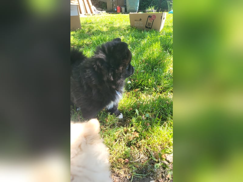 Pomeranian Zwergspitz Welpen
