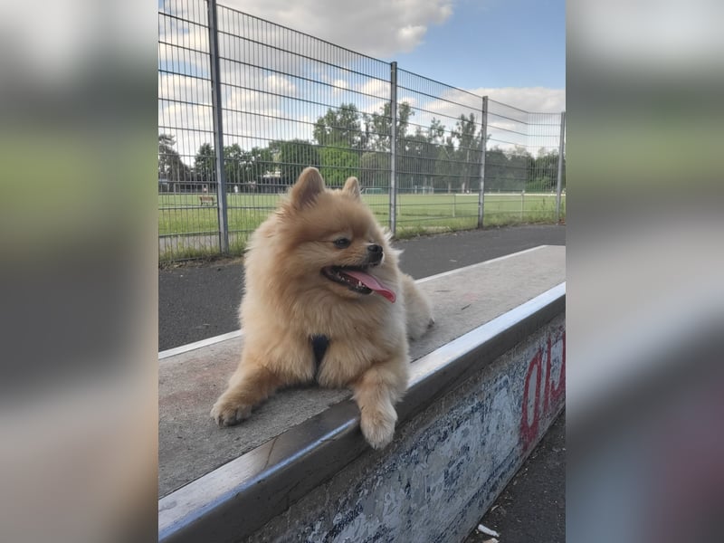 Pomeranian Zwergspitz Welpen