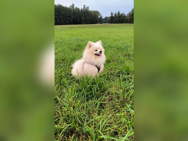 Pomeranian Zwergspitz Welpen